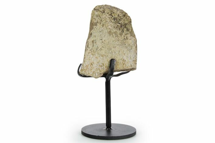 Fossil Hadrosaur Vertebra Process w/ Metal Stand - South Dakota #354307